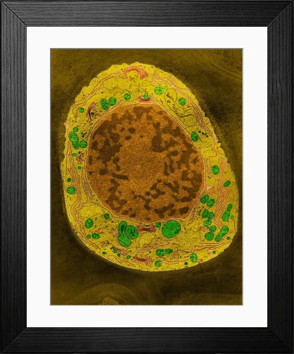 Framed Print : Corn Root Tip Cell, TEM Framed Print : Corn Root Tip Cell, TEM