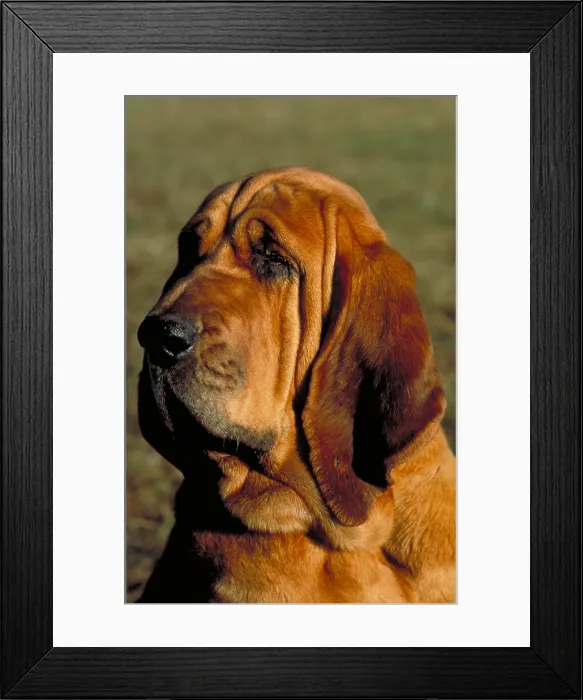 Framed Print : Champion bloodhound