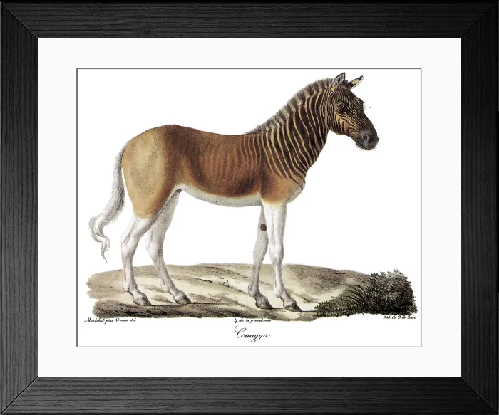 Framed Print : Quagga. Bookplate lithograph of C. de Last, Histoire Naturelle des Manniferes Framed Print : Quagga. Bookplate lithograph of C. de Last, Histoire Naturelle des Manniferes