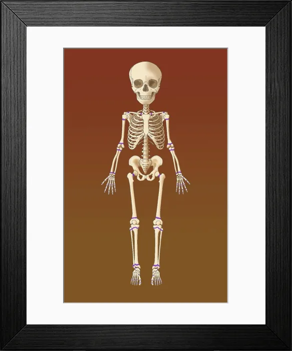 Framed Print : Child's Skeleton, Growth Plates, Illustration Framed Print : Child's Skeleton, Growth Plates, Illustration