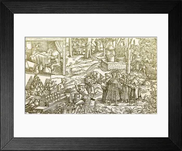 Framed Print : Medical Herb Cultivation, 16th Century Framed Print : Medical Herb Cultivation, 16th Century