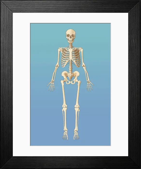 Framed Print : Adult Skeleton, Illustration Framed Print : Adult Skeleton, Illustration