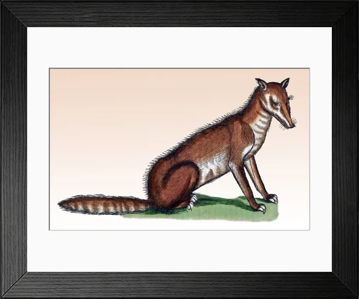 Framed Print : Gessner, Fox, 16th Century