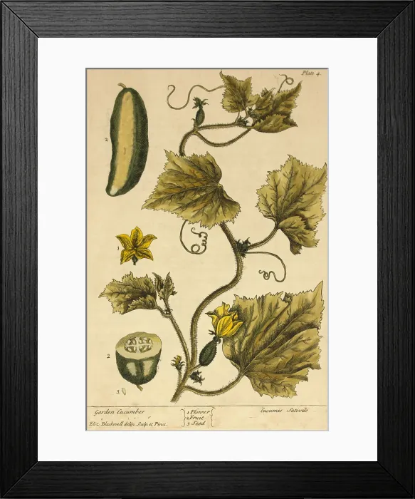 Framed Print : Garden Cucumber, Medicinal Plant, 1737 Framed Print : Garden Cucumber, Medicinal Plant, 1737