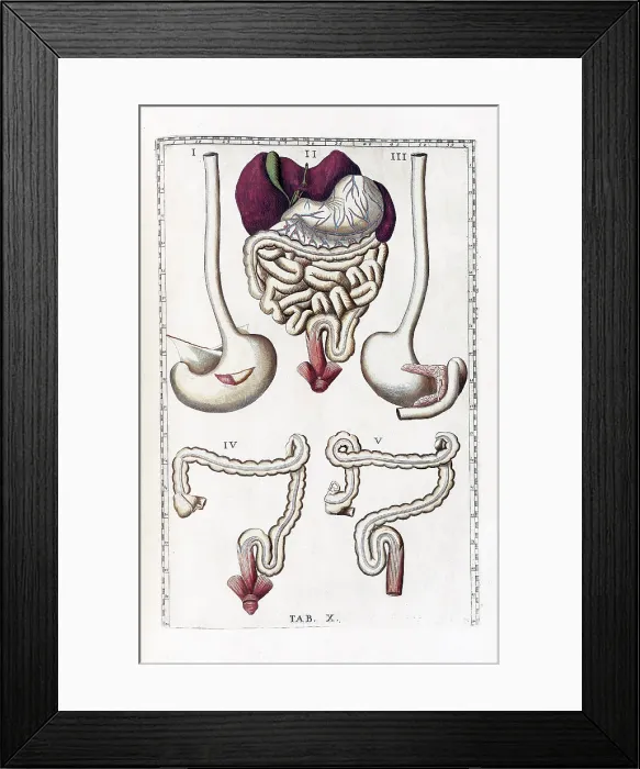 Framed Print : Eustachi, 'Tabulae anatomicae', 1783 Framed Print : Eustachi, 'Tabulae anatomicae', 1783