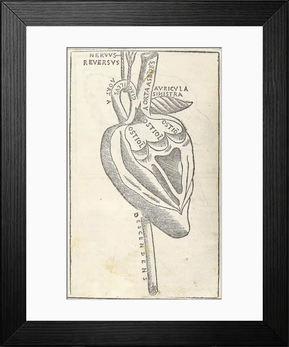 Framed Print : Jacopo Berengario da Carpi, Heart Framed Print : Jacopo Berengario da Carpi, Heart