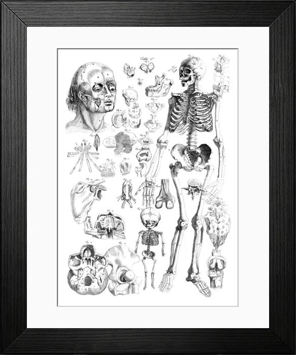Framed Print : Ame Bourdon, Nouvelles tables anatomiques, 1678 Framed Print : Ame Bourdon, Nouvelles tables anatomiques, 1678