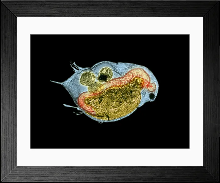Framed Print : Daphnia under a microscope Framed Print : Daphnia under a microscope