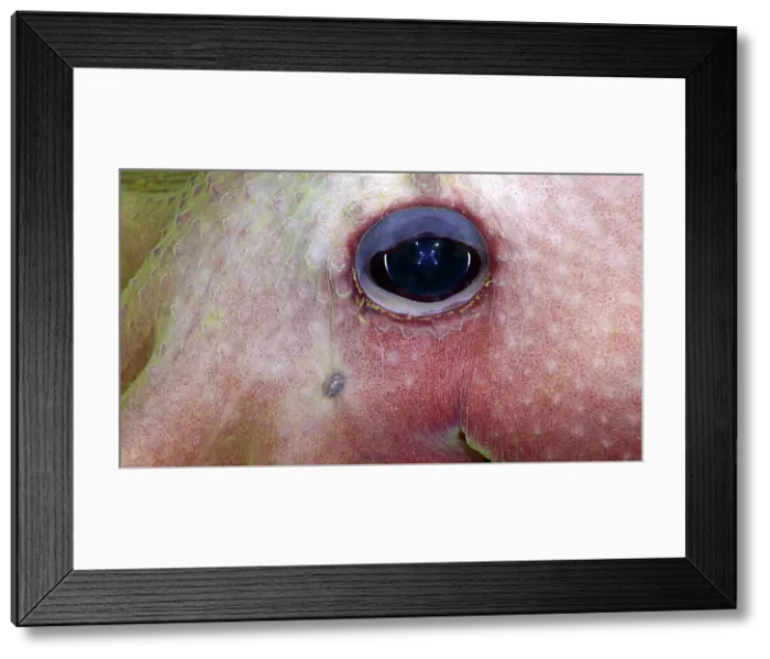 Framed Print : Deep Sea Octopus Eye (Graneledone sp.) Framed Print : Deep Sea Octopus Eye (Graneledone sp.)