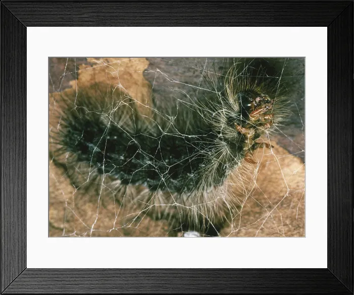 Framed Print : Gypsy Moth caterpillar spins cocoon