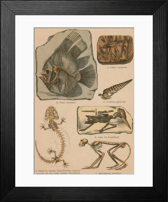 Framed Print : Illustrated Geology and Paleontology Framed Print : Illustrated Geology and Paleontology