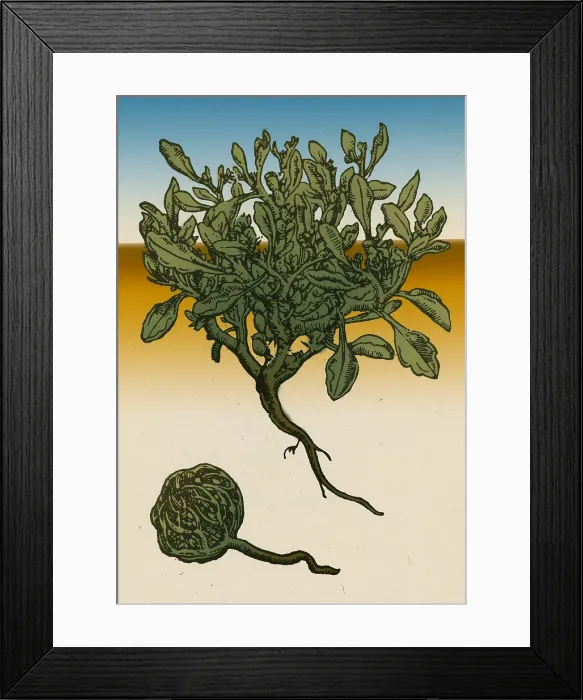 Framed Print : Anastatica Hierochuntica, Resurrection Plant