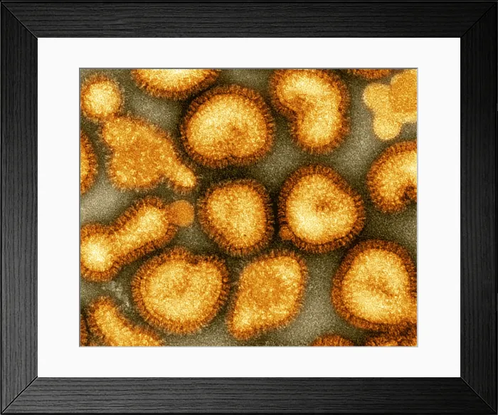 Framed Print : Influenza Virus Framed Print : Influenza Virus