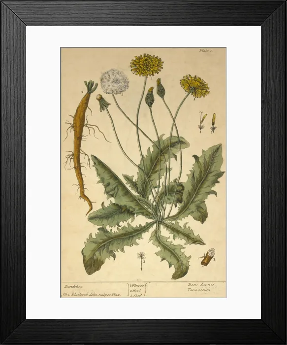 Framed Print : Dandelion, Medicinal Plant, 1737 Framed Print : Dandelion, Medicinal Plant, 1737