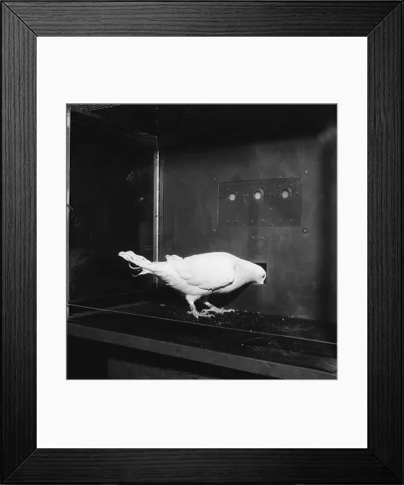 Framed Print : Animal Testing, Pigeon in Skinner Box Framed Print : Animal Testing, Pigeon in Skinner Box