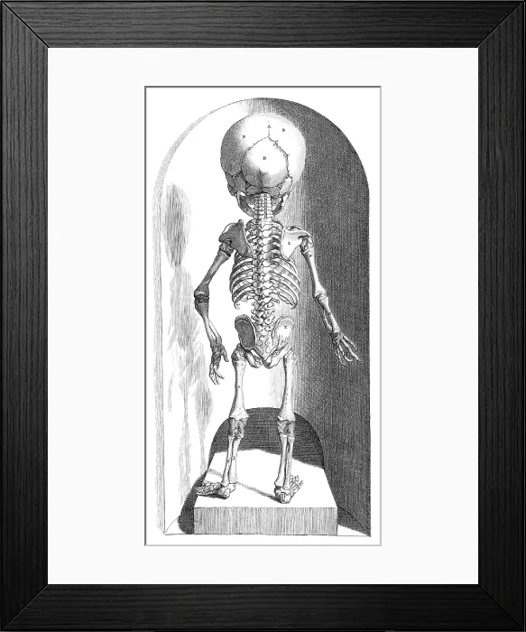 Framed Print : Anatomia humani corporis, Table 102, 1690