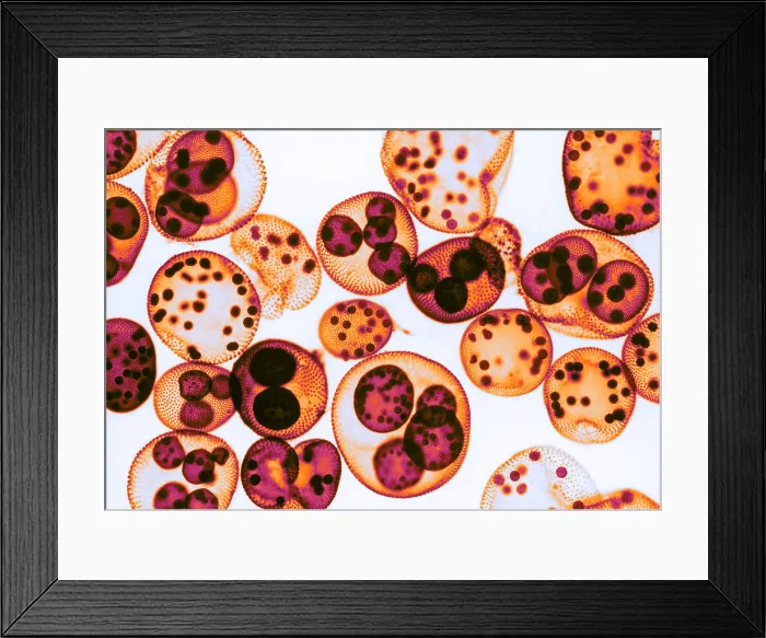 Framed Print : Green algae, Volvox sp. light micrograph Framed Print : Green algae, Volvox sp. light micrograph