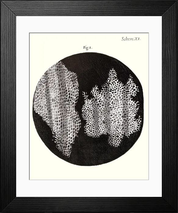 Framed Print : Cork Wood Cells, Hooke's Micrographia, 1665 Framed Print : Cork Wood Cells, Hooke's Micrographia, 1665