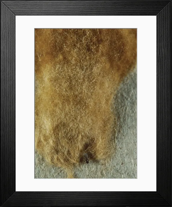 Framed Print : Gypsy Moth Eggs and Wasp Framed Print : Gypsy Moth Eggs and Wasp