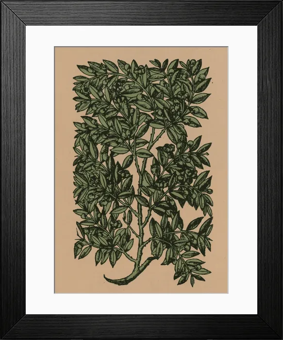 Framed Print : Myrtle, Alchemy Plant Framed Print : Myrtle, Alchemy Plant
