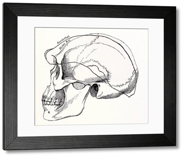 Framed Print : Neanderthal Skull Framed Print : Neanderthal Skull