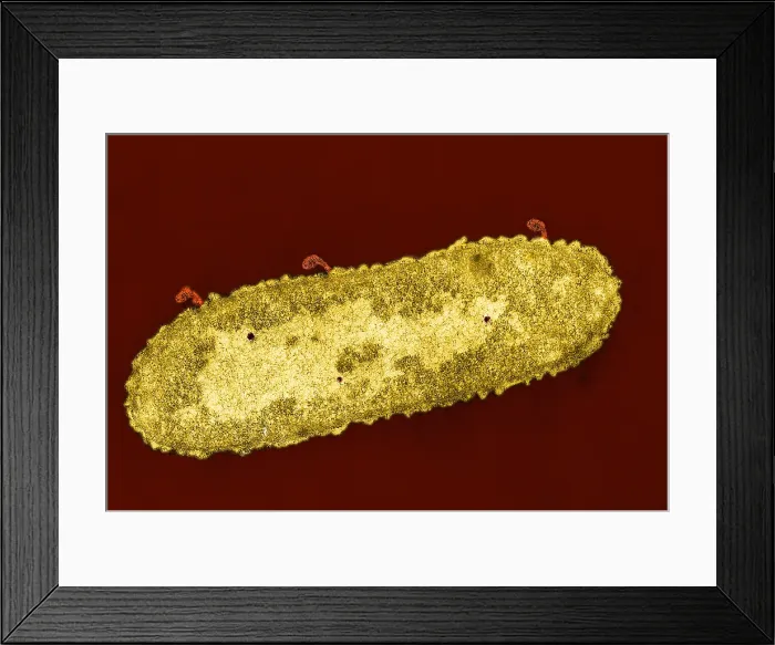 Framed Print : Bacteriophage T-2 Infecting Escherichia coli, TEM