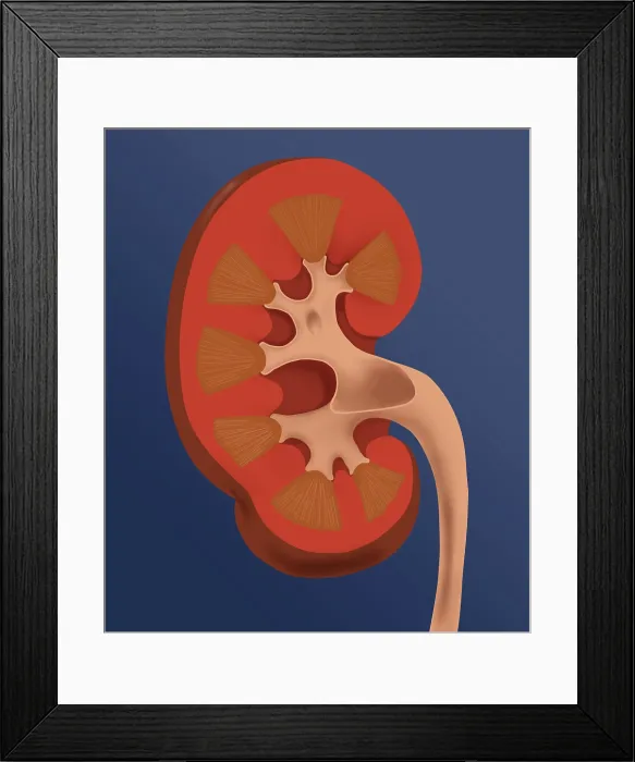Framed Print : Normal Human Kidney Framed Print : Normal Human Kidney