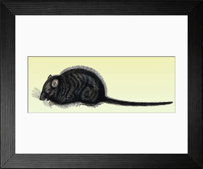 Framed Print : Gessner, Rat, 16th Century Framed Print : Gessner, Rat, 16th Century