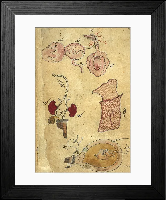 Framed Print : Akbar's Medicine, Anatomy, 18th Century Framed Print : Akbar's Medicine, Anatomy, 18th Century