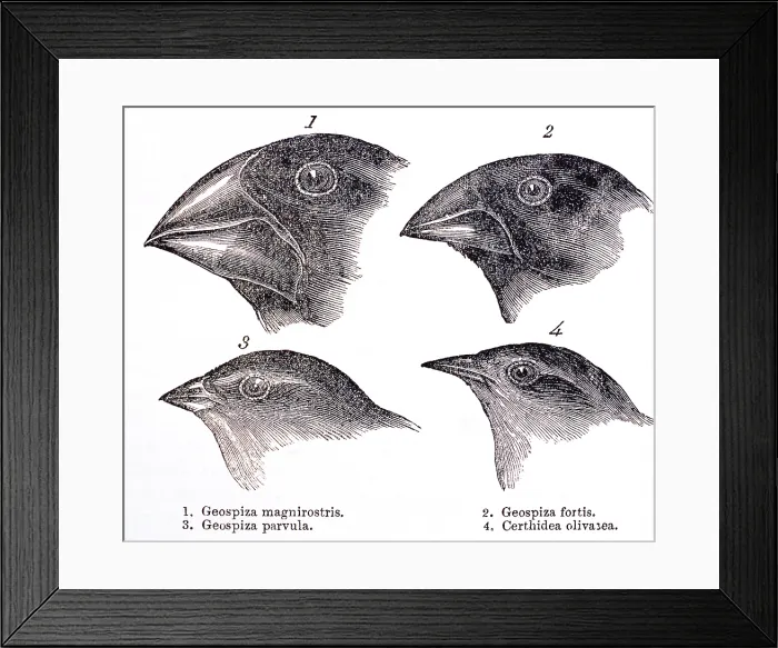 Framed Print : Galapagos Finches Framed Print : Galapagos Finches
