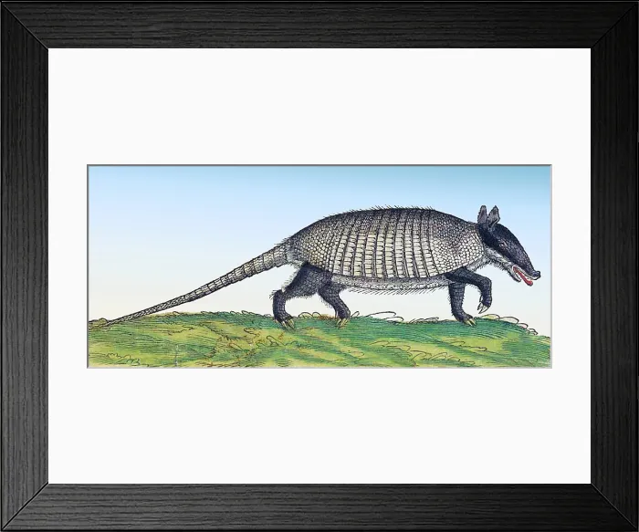 Framed Print : Gessner, Armadillo, 16th Century Framed Print : Gessner, Armadillo, 16th Century