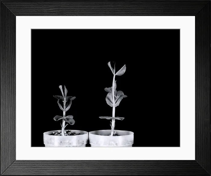 Framed Print : Gibberellic acid Framed Print : Gibberellic acid