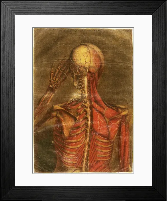 Framed Print : Anatomie Generale Des Visceres