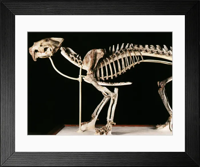 Framed Print : Hoplophoneus primaevus