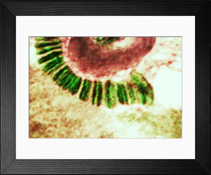 Framed Print : Drosophila chromosome, light micrograph Framed Print : Drosophila chromosome, light micrograph