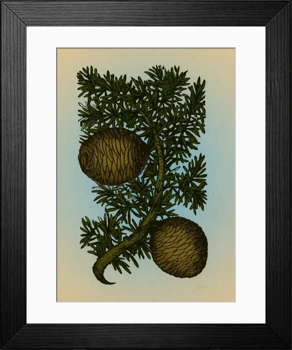 Framed Print : Cassia Tree, Alchemy Plant
