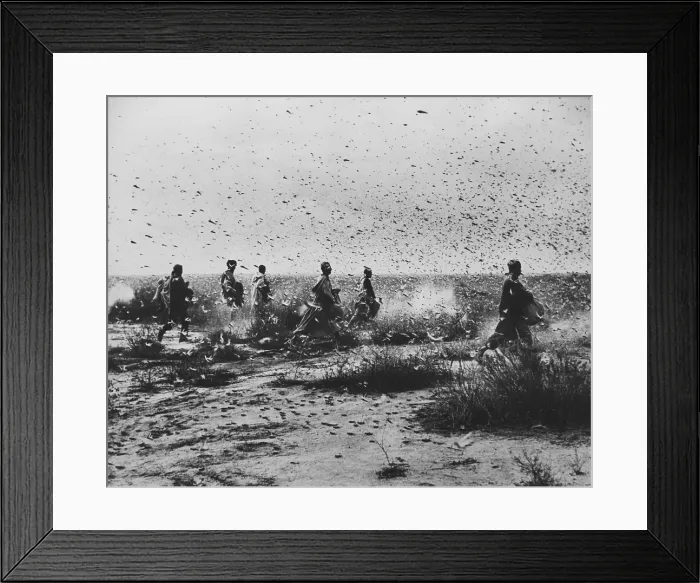 Framed Print : Locust Swarm Framed Print : Locust Swarm
