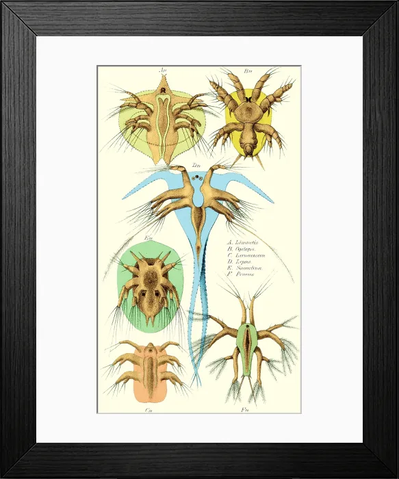 Framed Print : Copepods, Nauplius Larvae Framed Print : Copepods, Nauplius Larvae