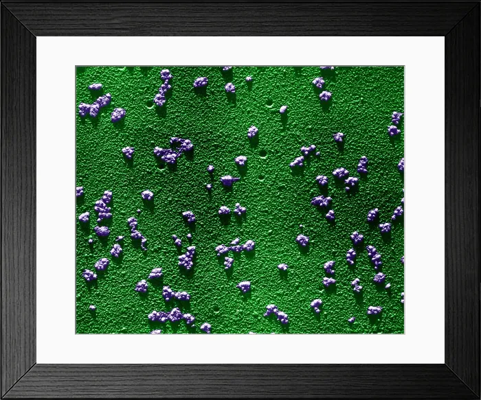 Framed Print : Immature RBCs, Reticulocyte Polyribosomes, TEM Framed Print : Immature RBCs, Reticulocyte Polyribosomes, TEM