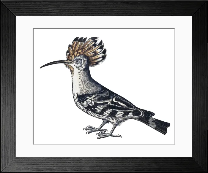 Framed Print : Gessner, Hoopoe, 16th Century