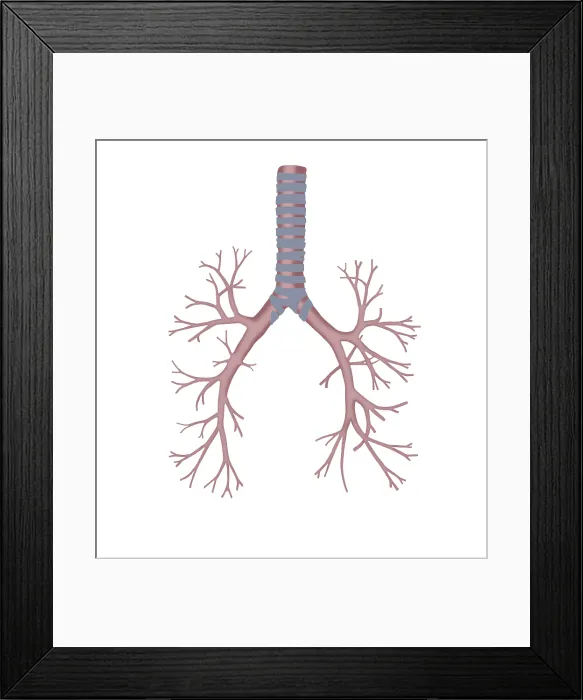 Framed Print : Bronchus. Illustration of the bronchus Framed Print : Bronchus. Illustration of the bronchus