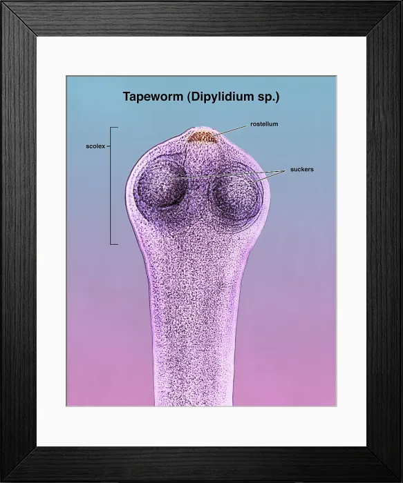 Framed Print : Scolex of a Tapeworm (Dipylidium sp.) under a microscope