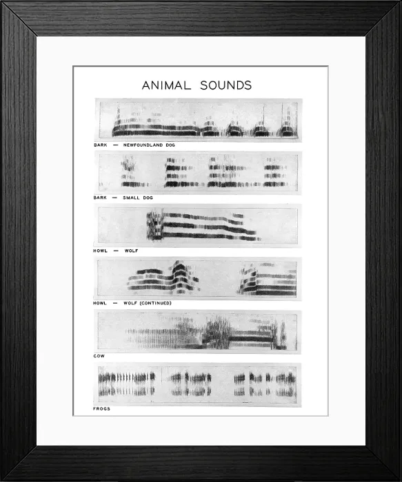 Framed Print : Spectrograms Framed Print : Spectrograms
