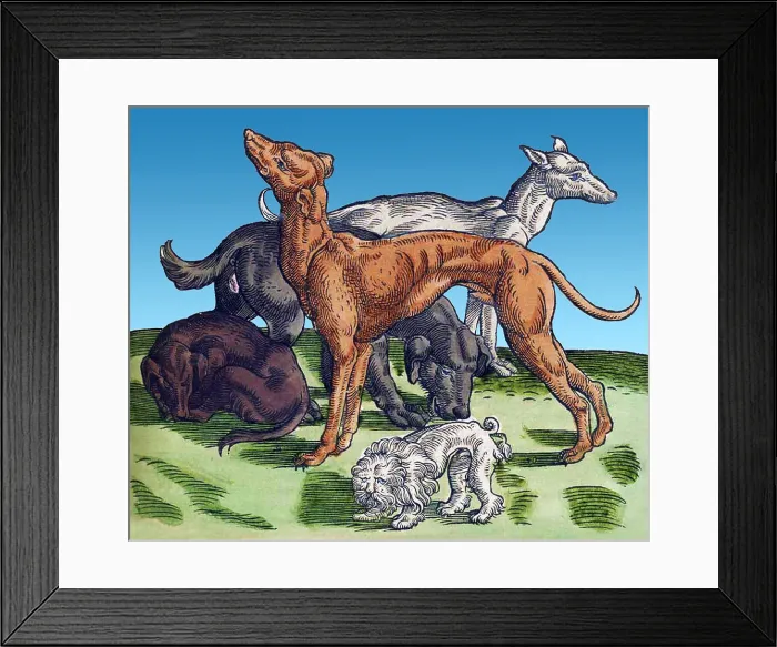 Framed Print : Gessner, Dogs, 16th Century Framed Print : Gessner, Dogs, 16th Century