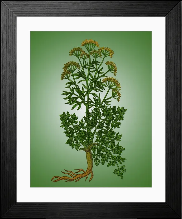 Framed Print : Petroselinum Crispum, Garden Parsley Framed Print : Petroselinum Crispum, Garden Parsley