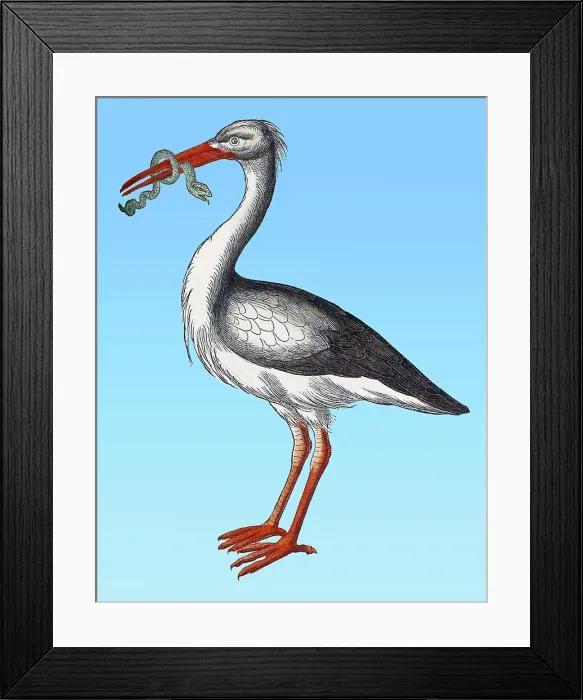 Framed Print : Gessner, Stork, 16th Century Framed Print : Gessner, Stork, 16th Century