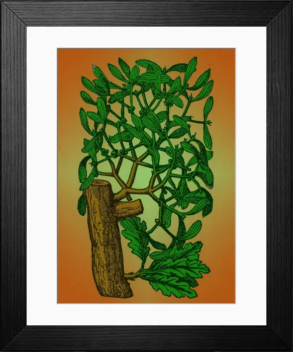 Framed Print : Mistletoe, Alchemy Plant Framed Print : Mistletoe, Alchemy Plant