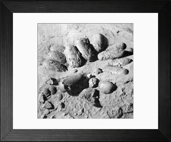 Framed Print : Protoceratops Eggs, Cretaceous Dinosaur