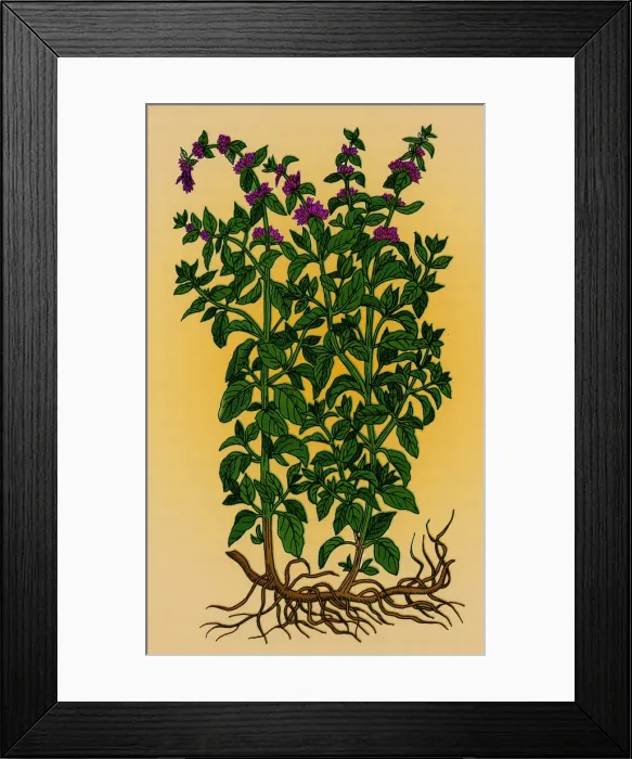 Framed Print : Pennyroyal, Alchemy Plant
