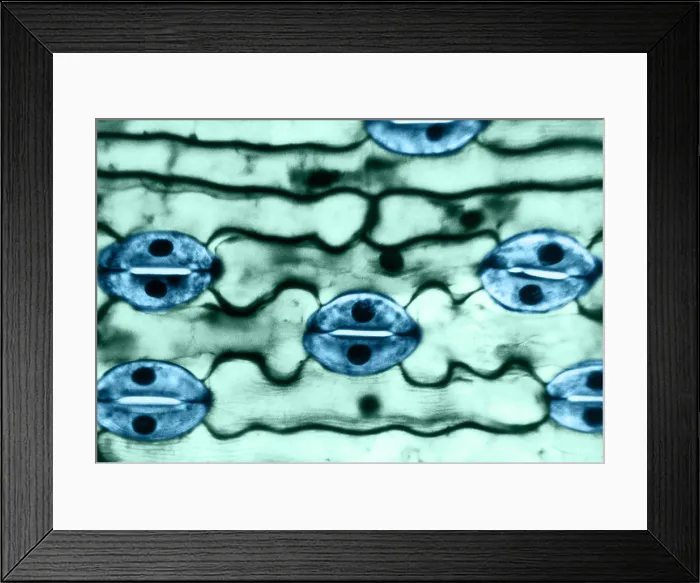 Framed Print : Leaf Epidermis, light micrograph Framed Print : Leaf Epidermis, light micrograph